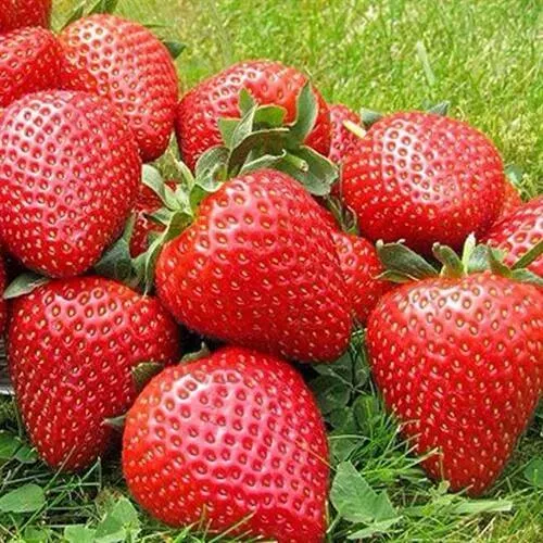 Клубника ЭЛИАНЕ в Архангельске