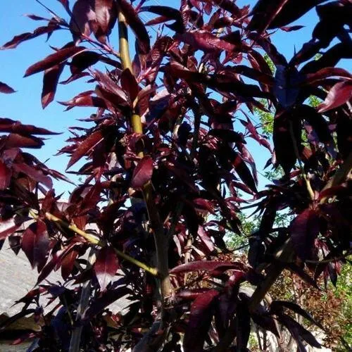 Персик БУРГУНДИ краснолистный в Архангельске