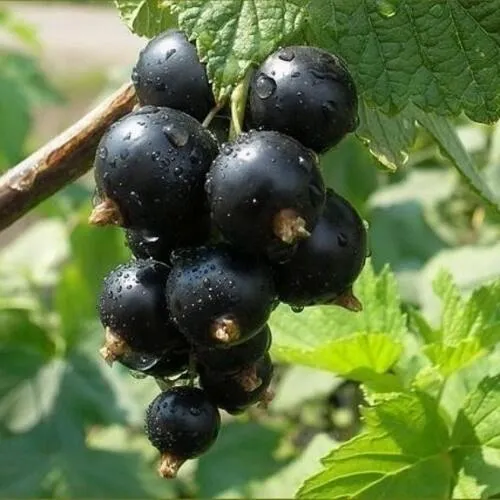 Смородина черная ПИГМЕЙ в Архангельске