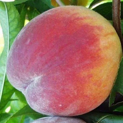 Персик ТОП СВИТ в Архангельске