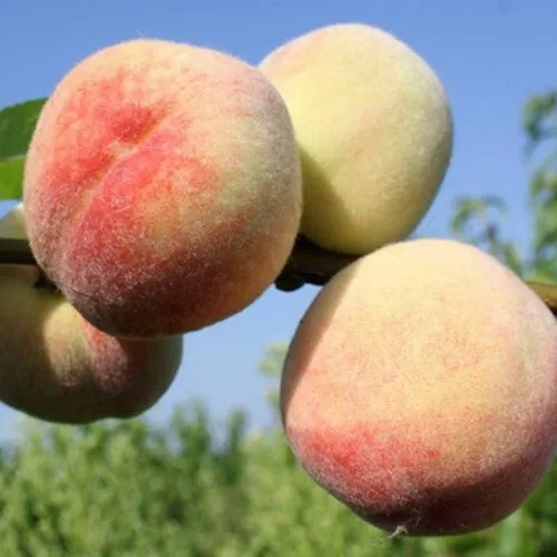 Персик ДОНЕЦКИЙ БЕЛЫЙ в Архангельске