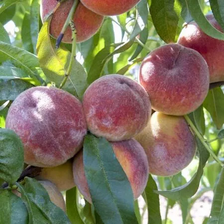 Персик ЗАРМЕНЮ в Архангельске