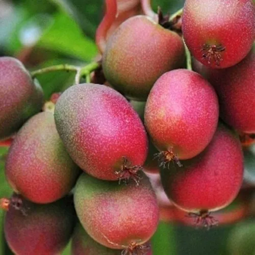 Актинидия ВЕЙКИ аргута в Архангельске