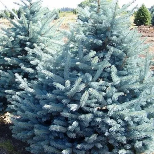 Ель ГЛАУКА колючая в Архангельске