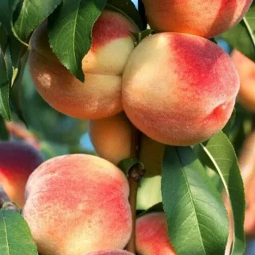 Персик ЛОЙКО 2 в Архангельске