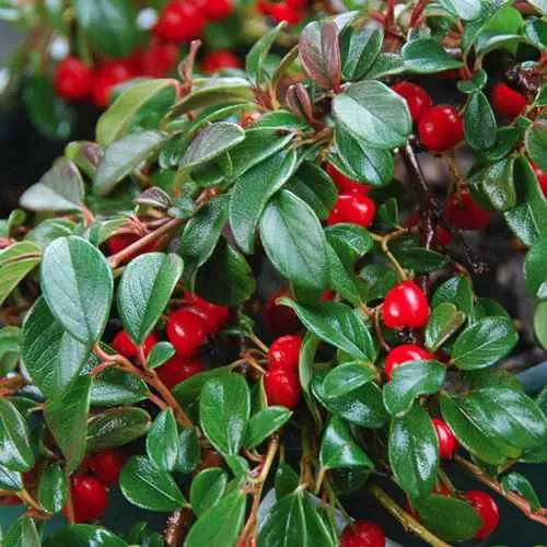 Кизильник Даммера в Архангельске