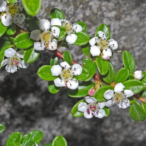 Кизильник ТАНГСТЕДТ горизонтальный  в Архангельске