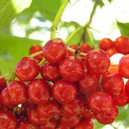 Калина КИЕВСКАЯ САДОВАЯ в Архангельске