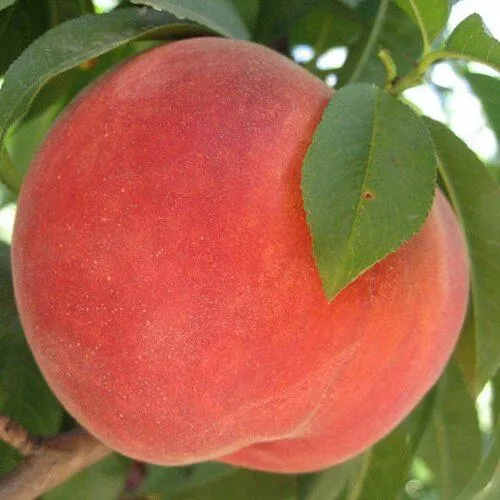 Персик МАЙСКИЙ ЦВЕТОК в Архангельске