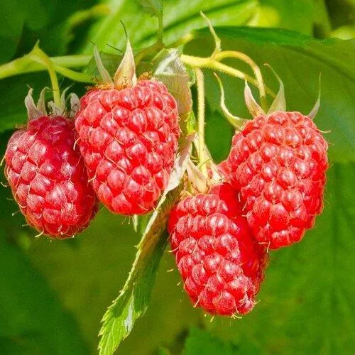 Малина ИЗОБИЛЬНАЯ в Архангельске