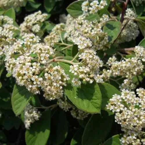 Кизильник пузырчатый в Архангельске