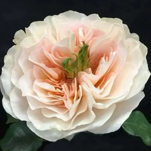 Саженцы роз ЧАРИТИ английская в Архангельске