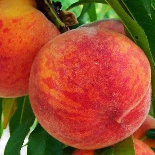 Персик ЗОЛОТОЙ ЮБИЛЕЙ в Архангельске