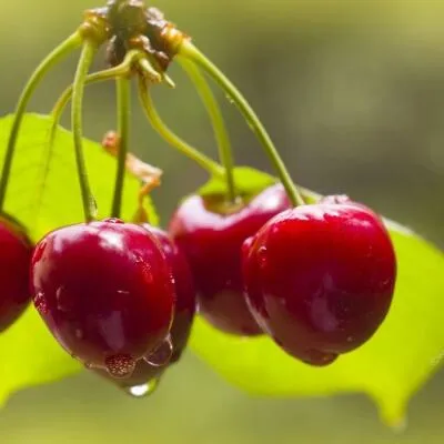 Черешня СИНЯВСКАЯ  Черешня СИНЯВСКАЯ в Архангельске