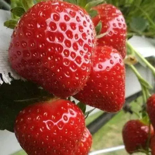 Клубника АРГЕНТЕРА в Архангельске