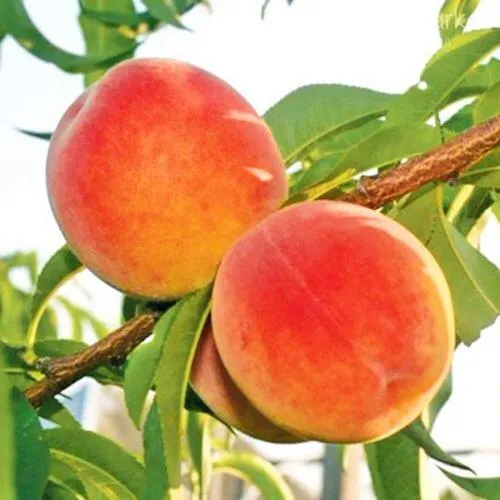 Персик ОНТАРИО в Архангельске