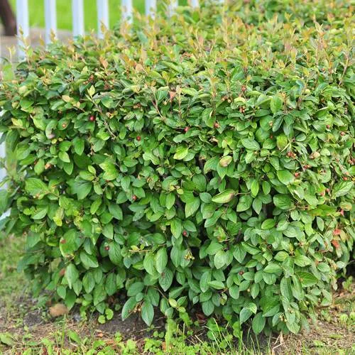 Кизильник блестящий в Архангельске