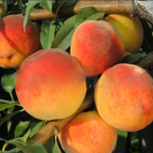 Персик РОЯЛ ВИ в Архангельске