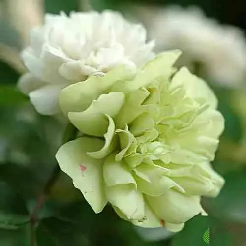 Саженцы роз ГРИН АЙС миниатюрная в Архангельске