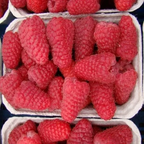 Саженцы малины Лячка