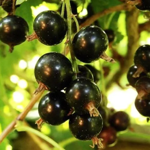 Смородина чёрная НАРА в Архангельске