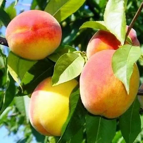 Персик ПАМЯТЬ ЛОЙКО в Архангельске