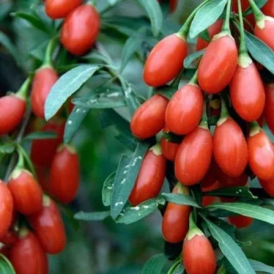 Годжи NEW BIG  Годжи NEW BIG в Архангельске