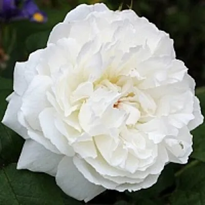 Саженцы роз ВИНЧЕСТЕР КАФЕДРАЛ английская  Саженцы роз ВИНЧЕСТЕР КАФЕДРАЛ английская в Архангельске