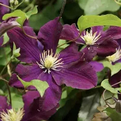 Клематис ГЕРОИ ВАРШАВЫ  Клематис ГЕРОИ ВАРШАВЫ в Архангельске
