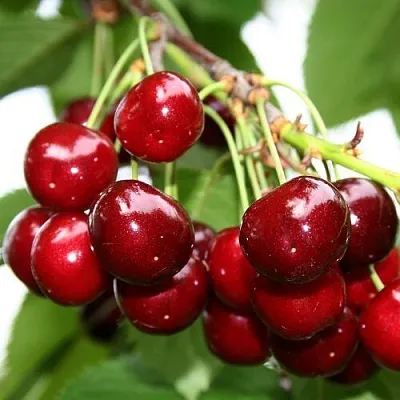 Черешня МИНЧАНКА  Черешня МИНЧАНКА в Архангельске