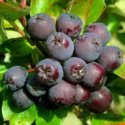 Рябина ЛИКЁРНАЯ сладкоплодная  Рябина ЛИКЁРНАЯ сладкоплодная в Архангельске