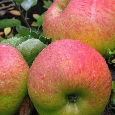 Яблоня ЯБЛОЧНЫЙ СПАС  Яблоня ЯБЛОЧНЫЙ СПАС в Архангельске