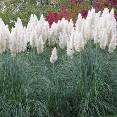 Кортадерия белая (пампасная трава) в Архангельске