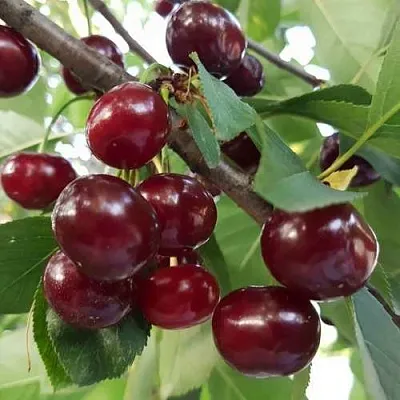 Дюк СЛАВЯНКА  Дюк СЛАВЯНКА в Архангельске