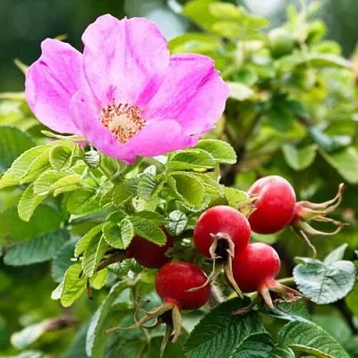 Шиповник   Шиповник  в Архангельске