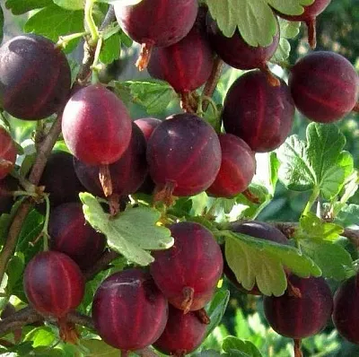 Крыжовник ХИННОМАКИ РОТ  Крыжовник ХИННОМАКИ РОТ в Архангельске