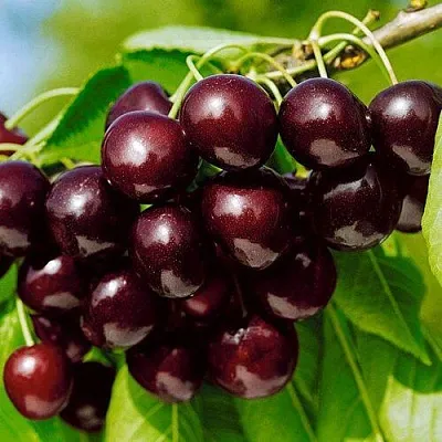 Черешня ВИТЯЗЬ в Архангельске