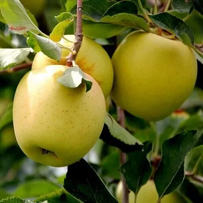 Яблоня ГОЛДЕН ВЛАДИМИРСКИЙ  Яблоня ГОЛДЕН ВЛАДИМИРСКИЙ в Архангельске