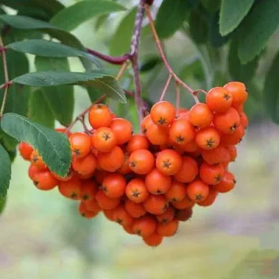 Рябина ВЕФЕД сладкоплодная  Рябина ВЕФЕД сладкоплодная в Архангельске