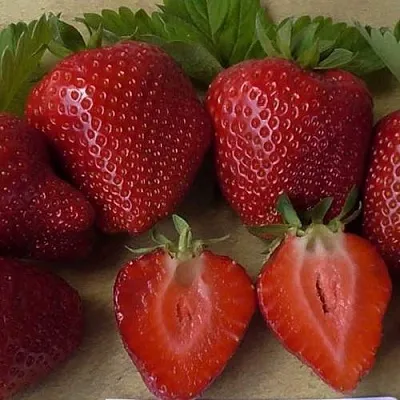 Клубника САНДРА в Архангельске