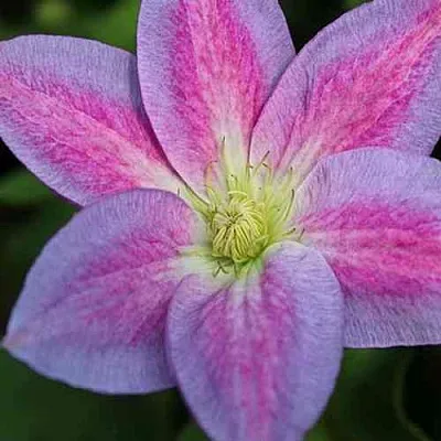 Клематис ЧЕЙНДЖ ОФ ХАРТ  Клематис ЧЕЙНДЖ ОФ ХАРТ в Архангельске