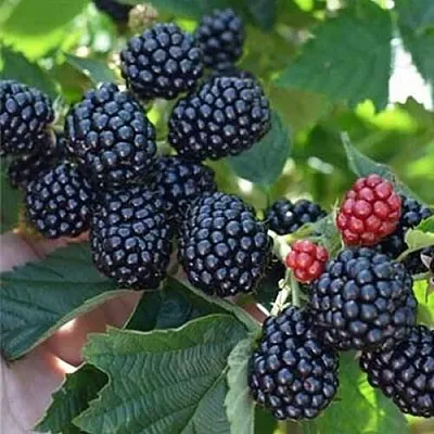 Ежевика ПОЛАР бесшипная  Ежевика ПОЛАР бесшипная в Архангельске