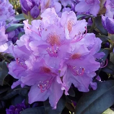 Рододендрон  Рододендрон в Архангельске