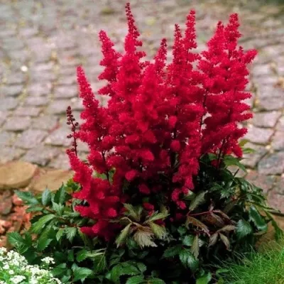 Астильба ГЛАТ Арендса — описание сорта Астильба ГЛАТ Арендса в Архангельске