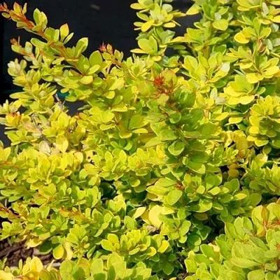 Барбарис СЕНСЕЙШЕН тунберга  Барбарис СЕНСЕЙШЕН тунберга в Архангельске