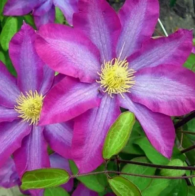 Клематис КАКИО  Клематис КАКИО в Архангельске