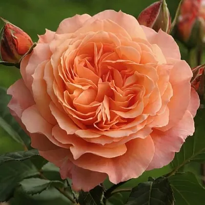 Саженцы роз БЕЛЬВЕДЕР шраб  Саженцы роз БЕЛЬВЕДЕР шраб в Архангельске