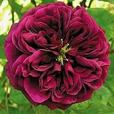 Саженцы роз ЗЕ ПРИНЦ английская  Саженцы роз ЗЕ ПРИНЦ английская в Архангельске