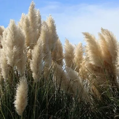 Кортадерия белая (пампасная трава) в Архангельске