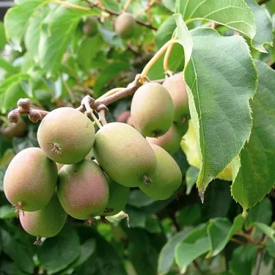 Актинидия ЛЮСИ аргута  в Архангельске